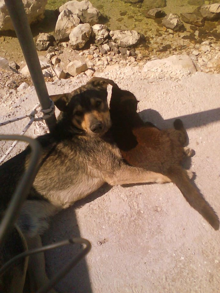 Floki se igra s mačkom uz more <3 <3 <3