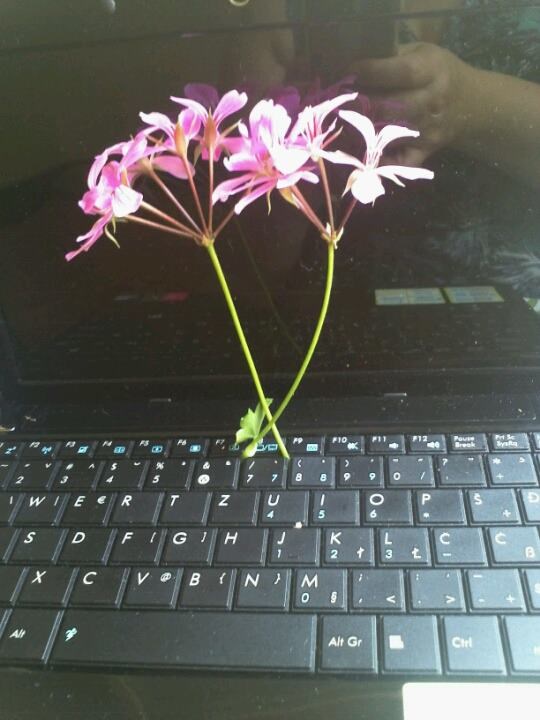 cvijeće raste iz laptopa