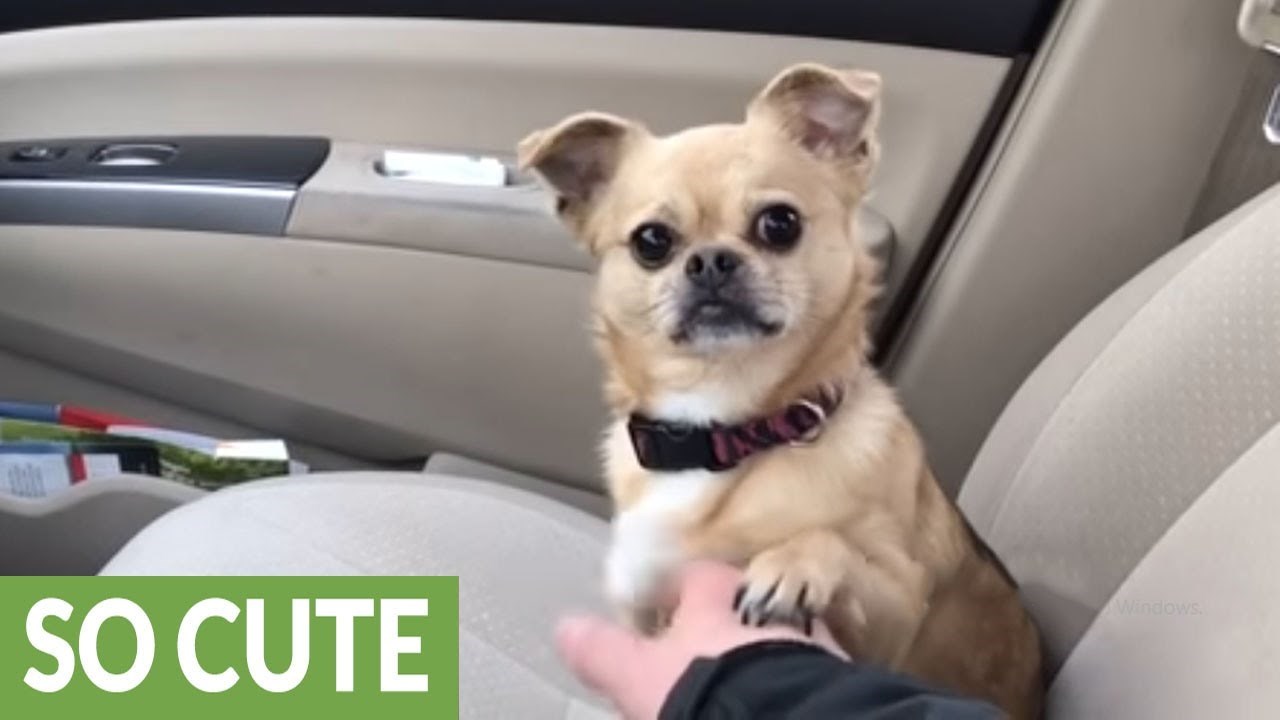 Psić ne dopušta svom vlasniku da upali auto