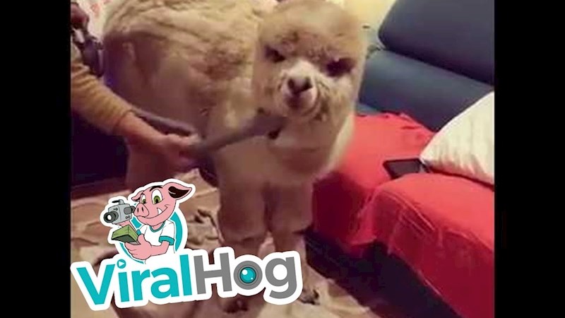 Preslatka alpaca ima poseban način uljepšavanja u kojem baš uživa