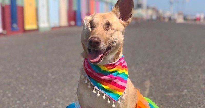 Nakon što je upucana 17 puta čudesna kujica našla je ljude koji je vole i sad spašava druge