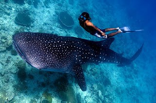 Photography and travel: Scuba Diving Cruise In Maldives