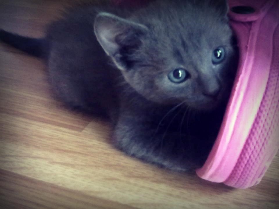 Bruno ''Maca papučarica'' 