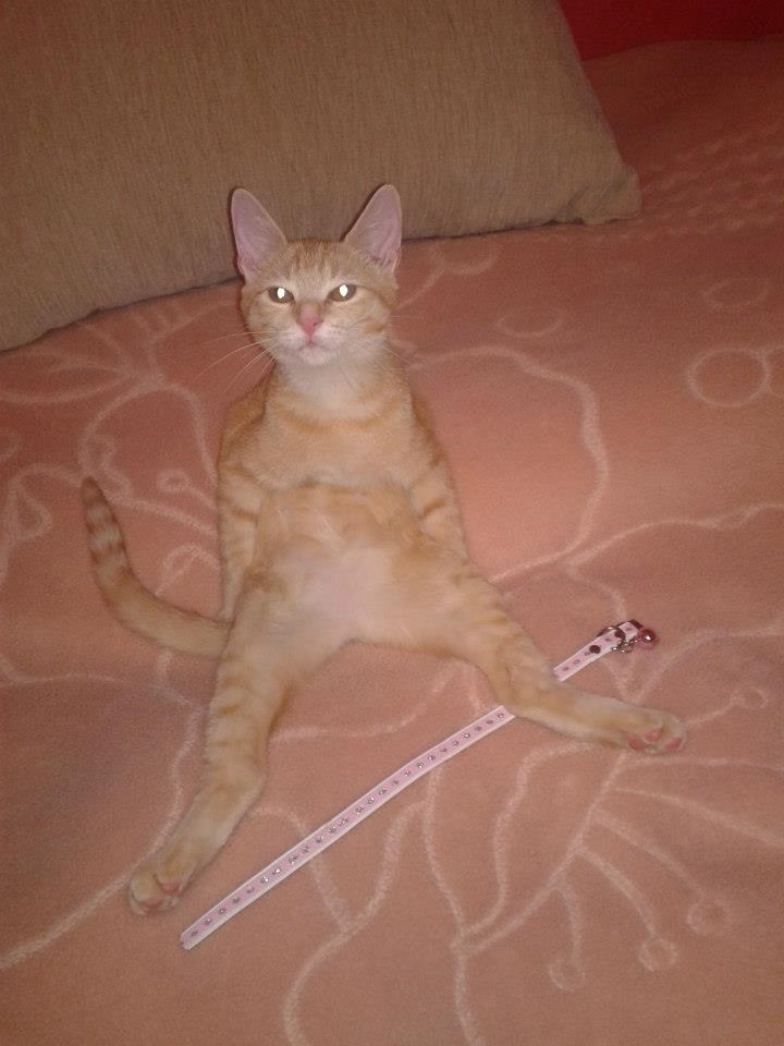 Tajči don't give a f...