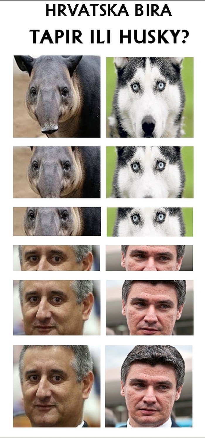 tapir_ili_husky.jpg
