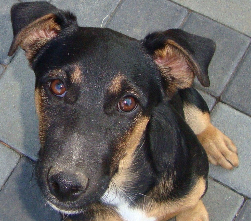 Car Riki zna da se ovim pogledom sve dobiva