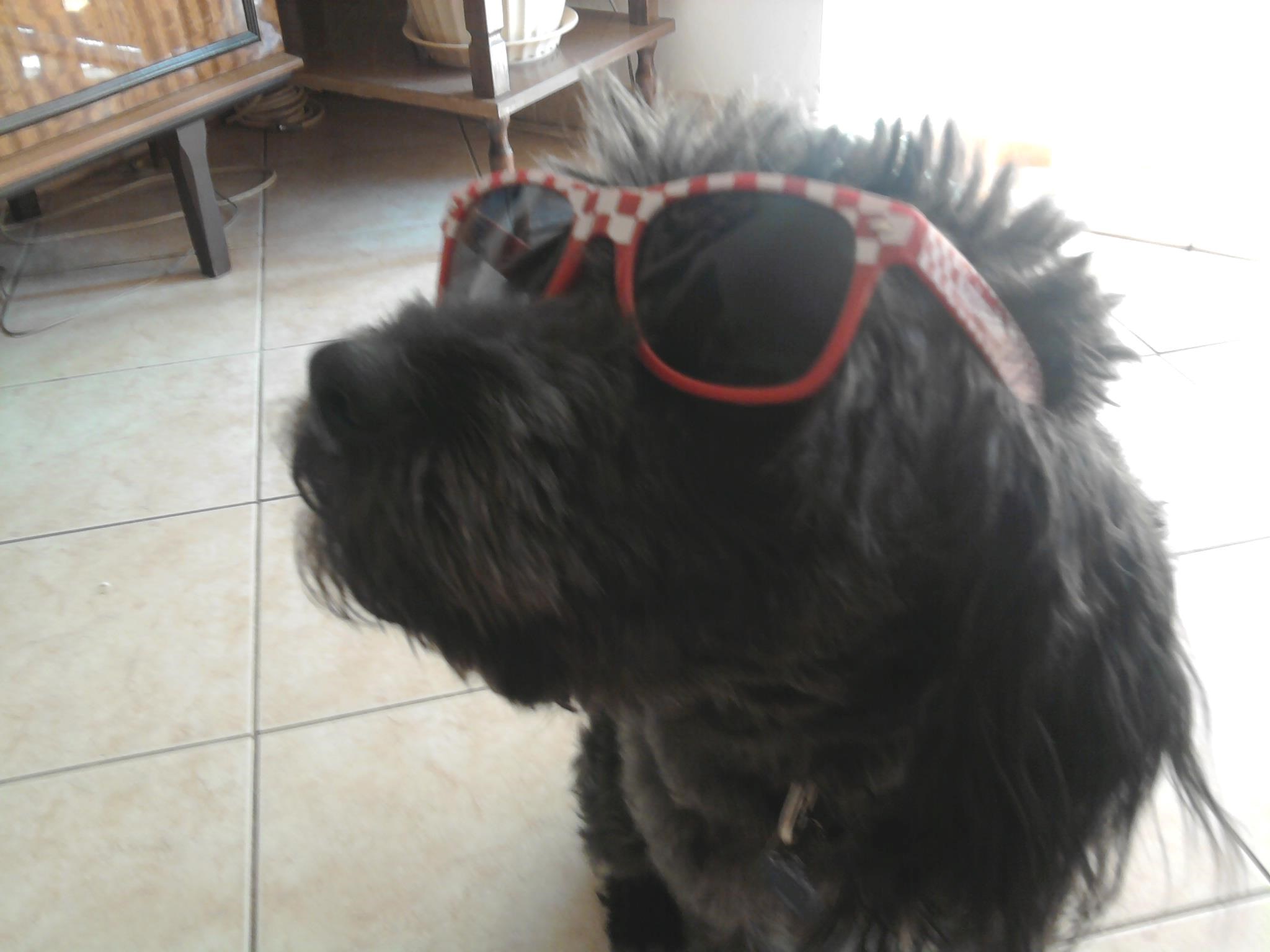 Ara navija za vatrene