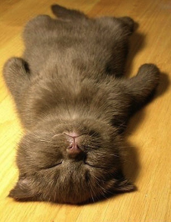 kitten