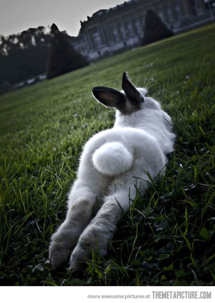 dat tail.jpg