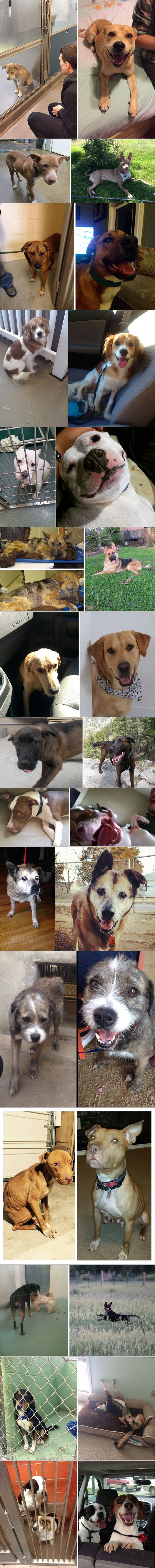 GALERIJA: Nije li jasno što sloboda i malo pažnje rade živom biću?