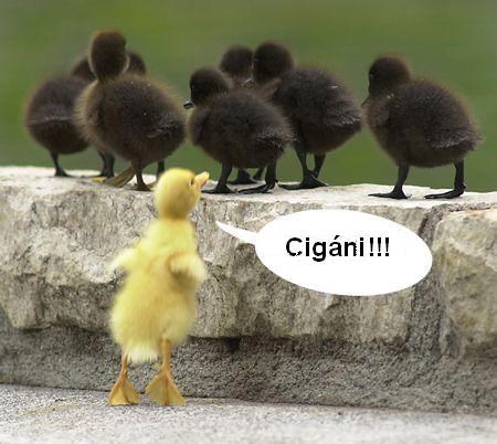 Racizam je ozbiljan problem.jpg