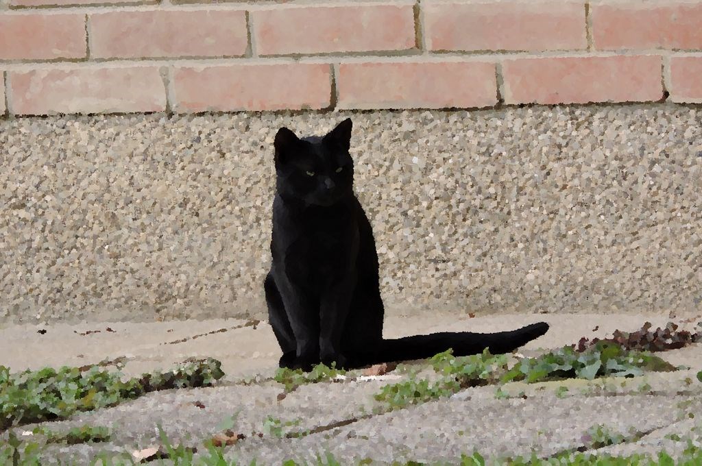 Crna mačka