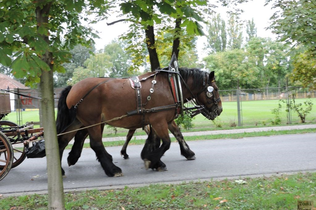 Susedgradske jeseni 2015 - Zagreb 