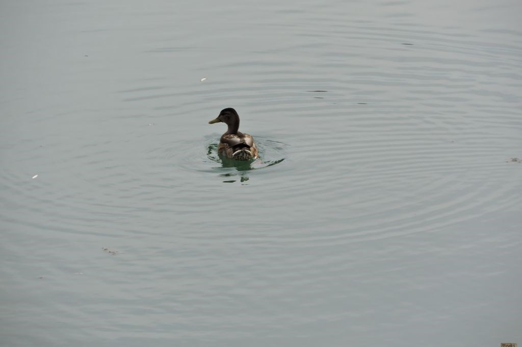 Patka na jezeru Bundek 