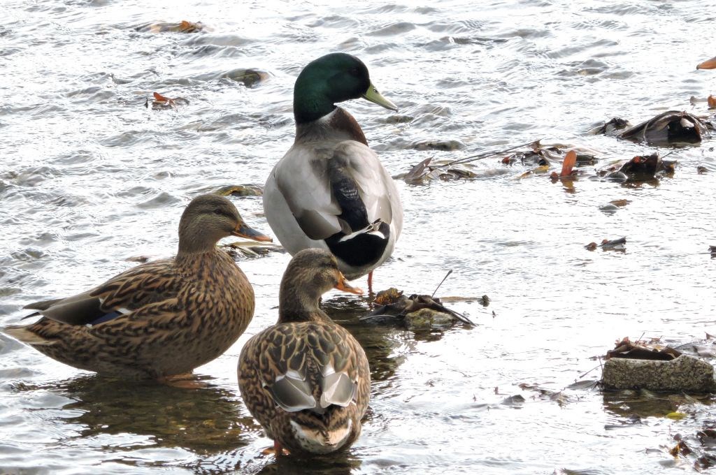 Jesen u Stubickim Toplicama