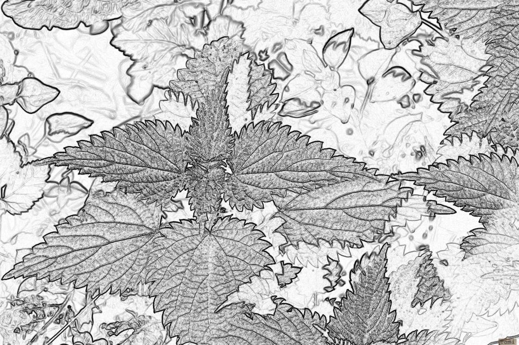 Šetnja po Medvednici