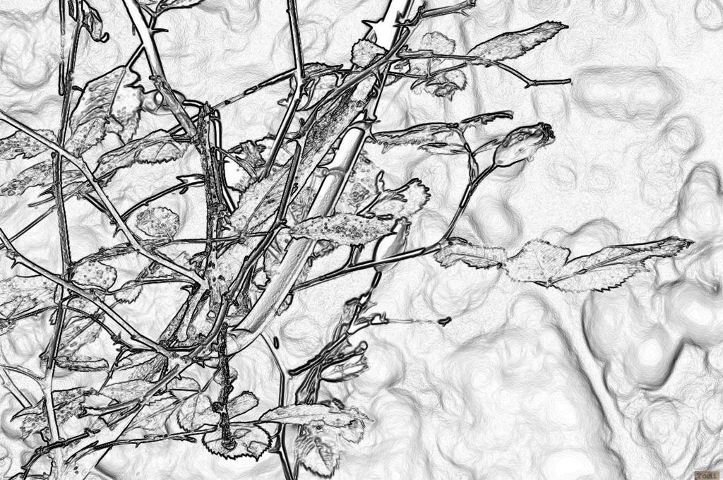 Šetnja po Medvednici