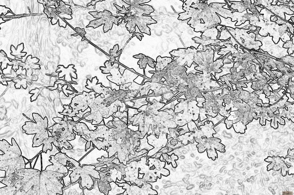 Šetnja po Medvednici