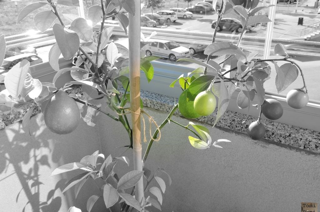 Moj limun na balkonu