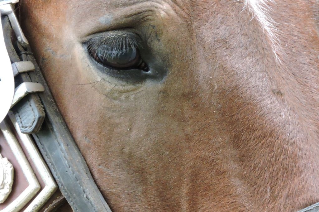 Susedgradske jeseni 2015 - Zagreb