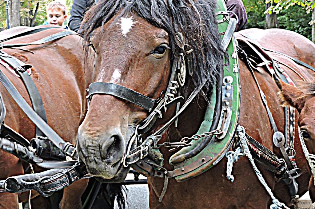 Susedgradske jeseni 2015 - Zagreb 