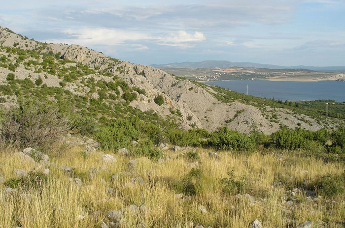 Pogled