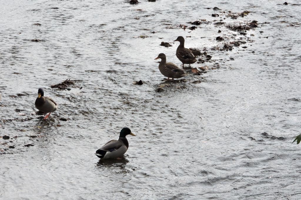 Šetnja Stubičkim Toplicama