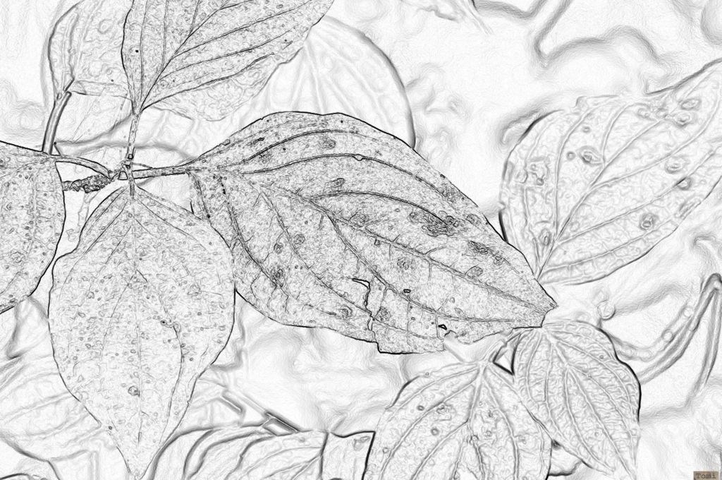 Šetnja po Medvednici