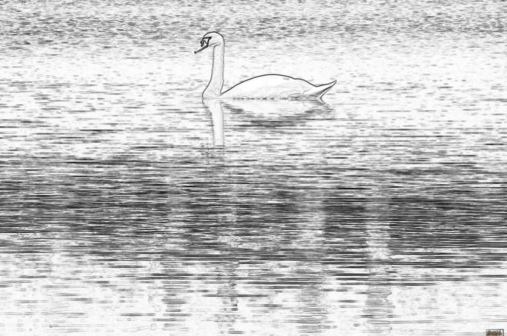 Labud na jezeru Bundeku