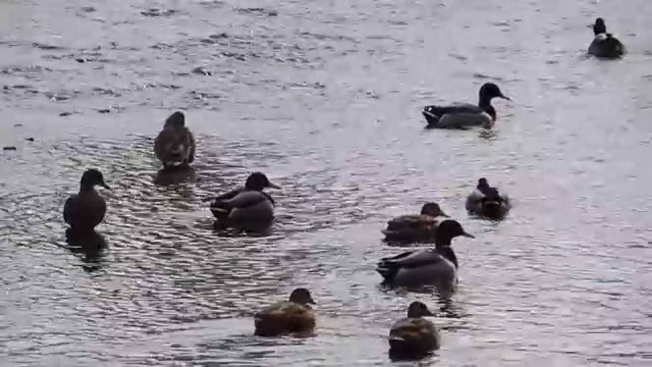 Patke u Stubičkim toplicama