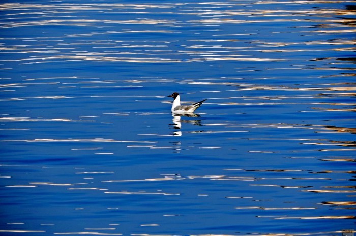 Galeb