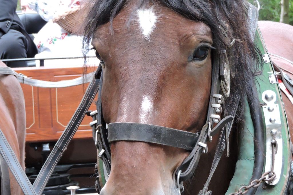 Susedgradske jeseni 2015 - Zagreb 