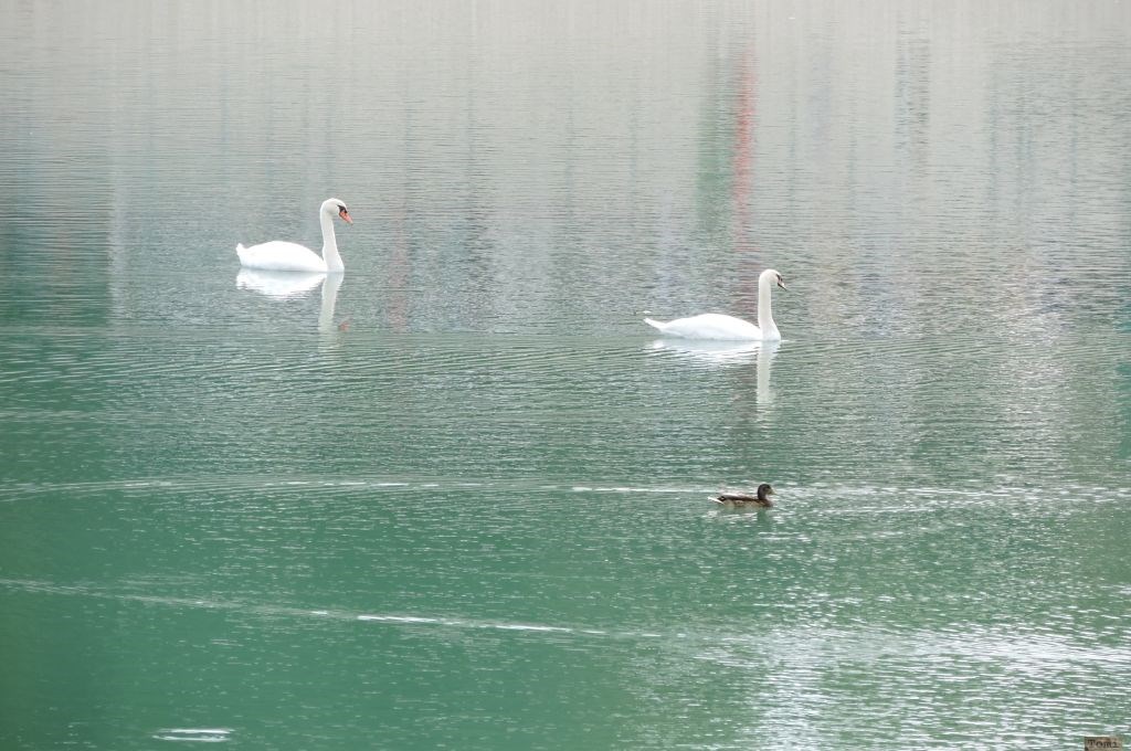 Labudi i patka na Bundeku 