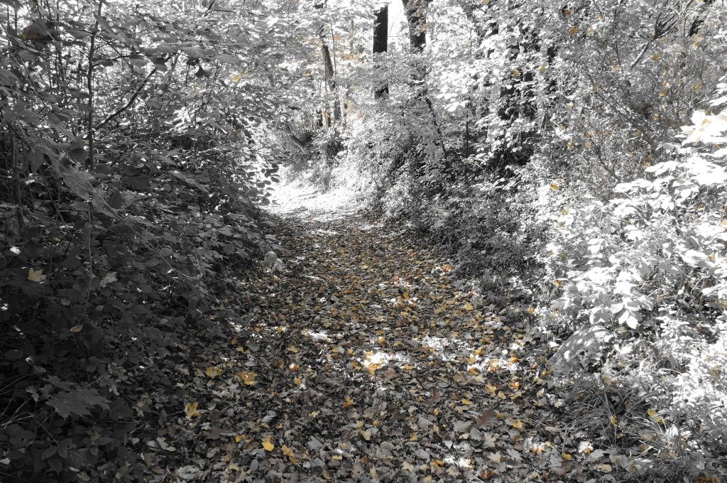 Šetnja po Medvednici