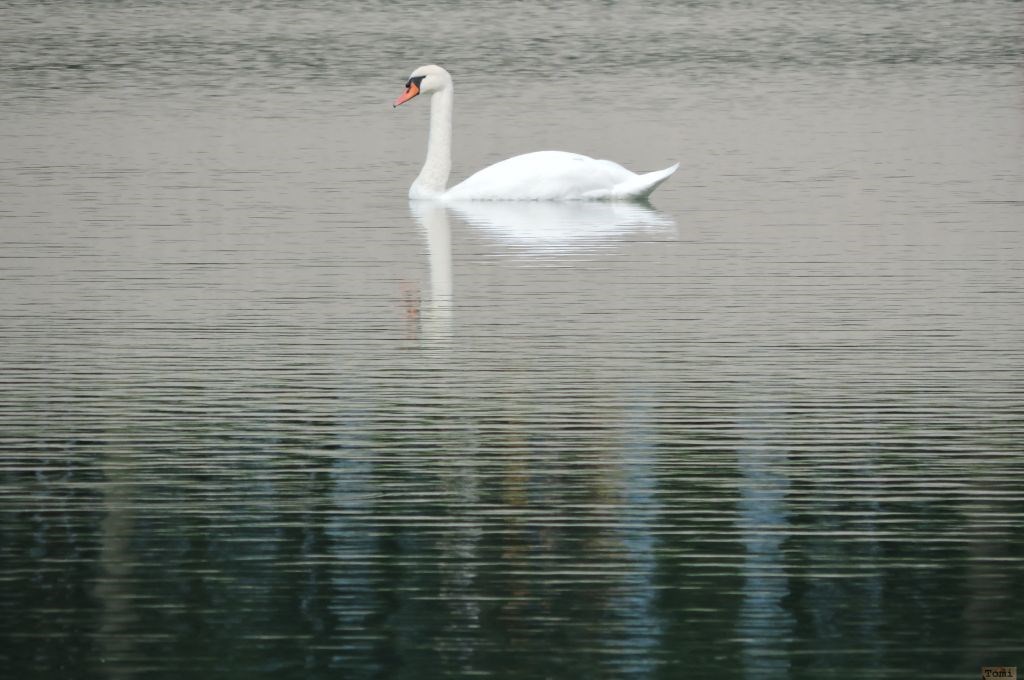 Labud na jezeru Bundek 