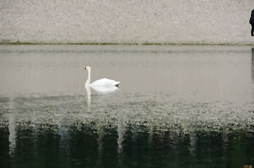 Labud na jezeru Bundek