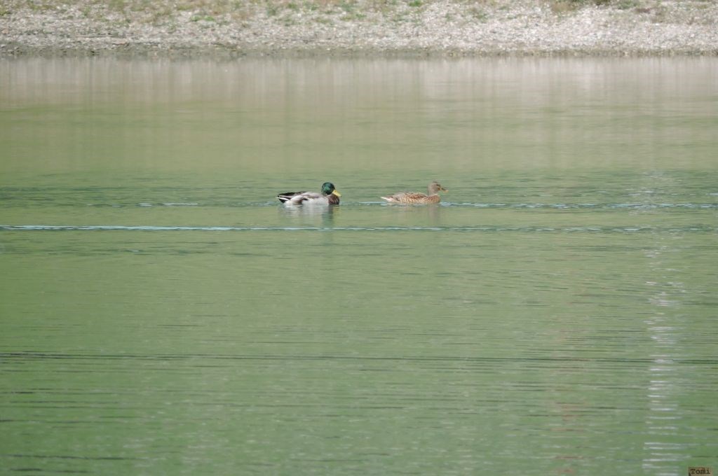 Patke na jezeru Bundek 