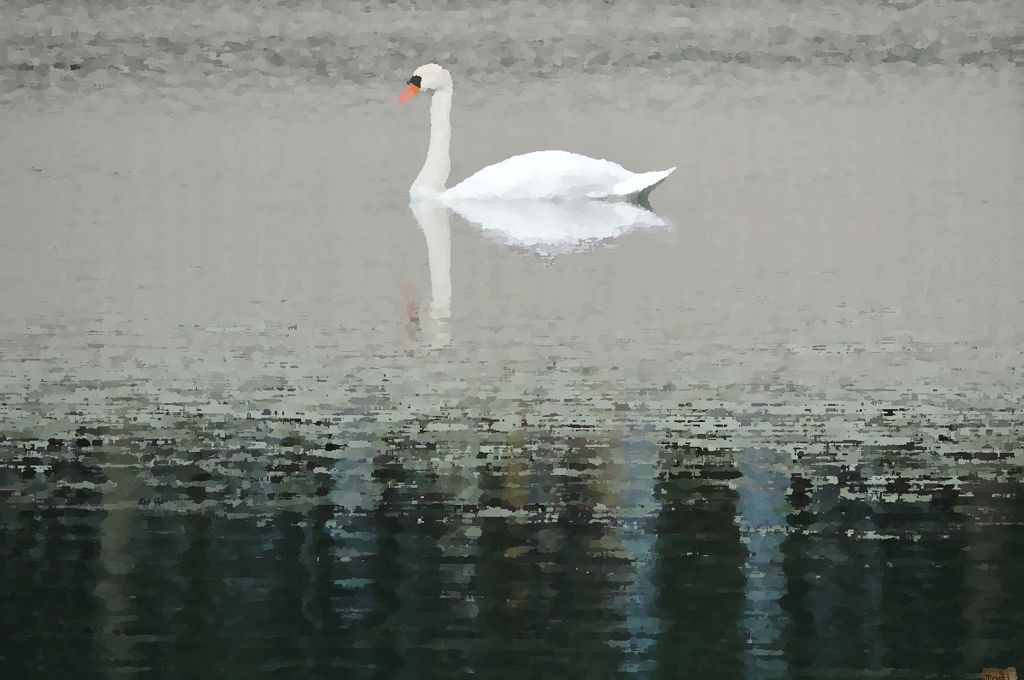 Labud na jezeru Bundek
