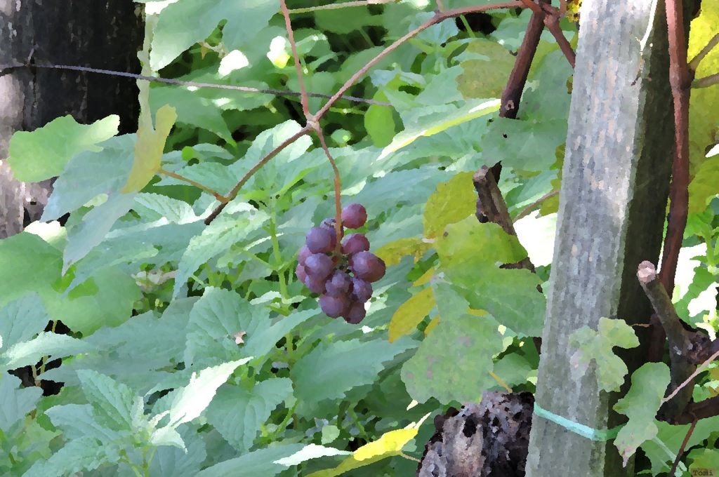 Šetnja po Medvednici