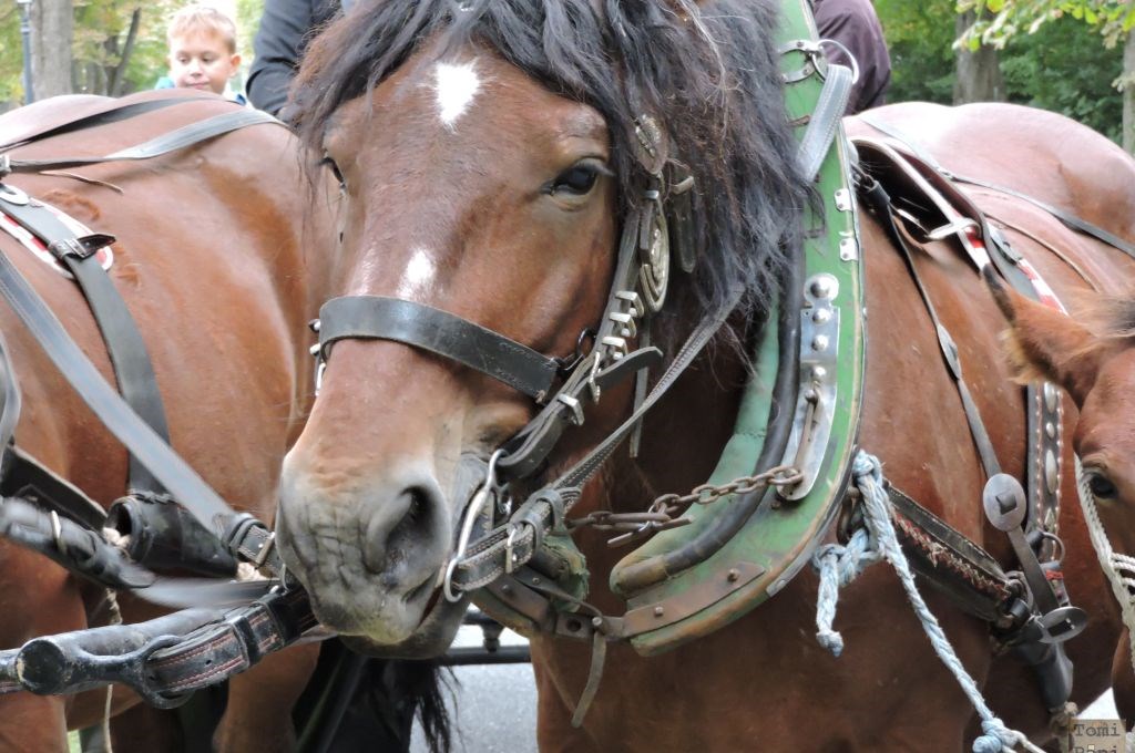 Susedgradske jeseni 2015 - Zagreb