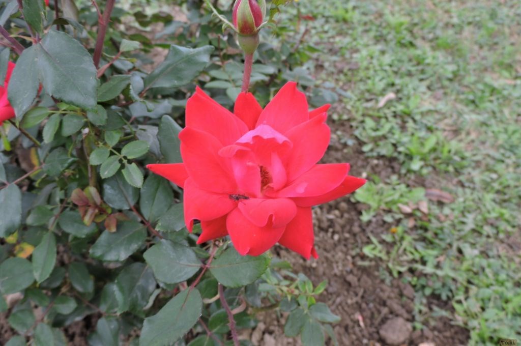 Crveni cvijet - Park Bundek 