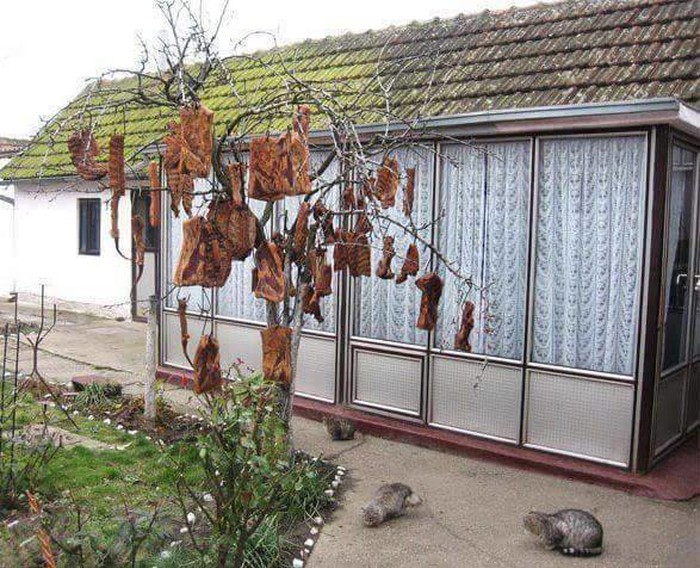 Kako u Slavoniji kite drveće