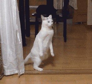 Bilo joj je dosta mačjeg života, odlučila je postati čovjek