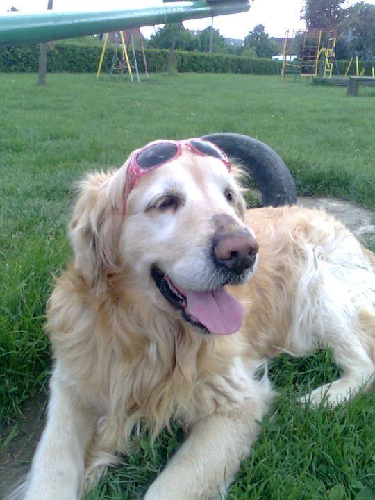 Frajer Dino spremno pozira