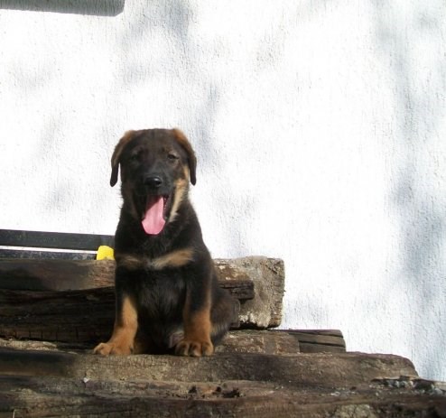 Poklanjamo male peseke 