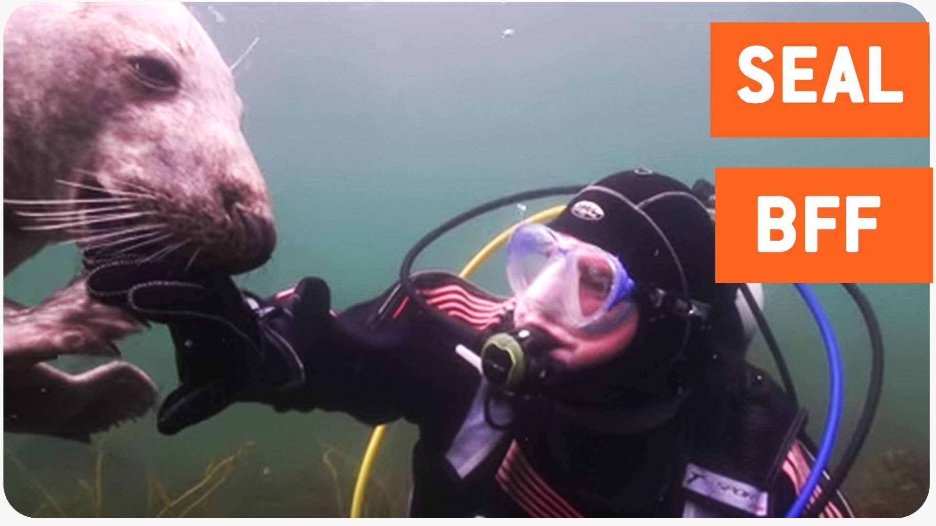 Scuba Diver and Seal Become Best Friends