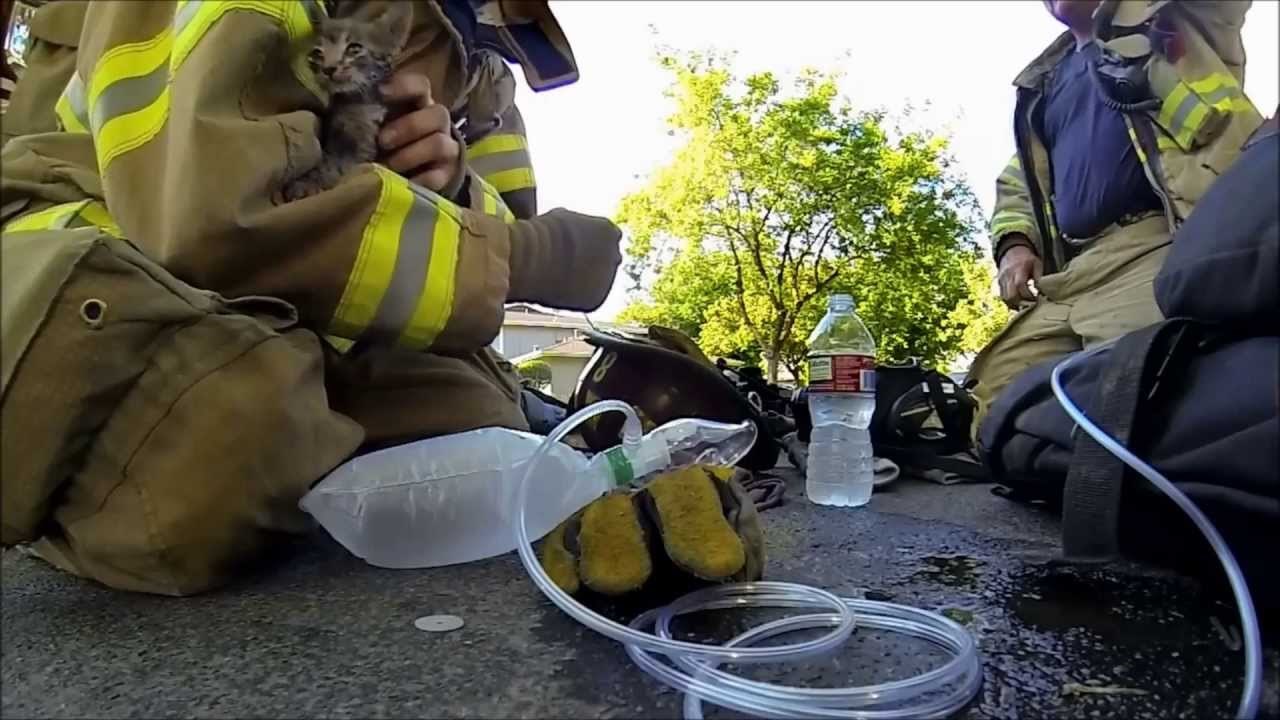 Fireman saves kitten