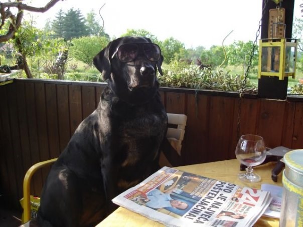 Opuštanje jednog gospodina psa