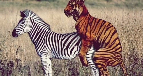 Zebra i tigar