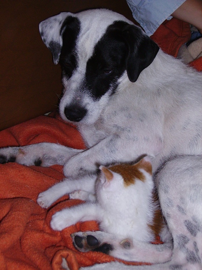 čuvanje